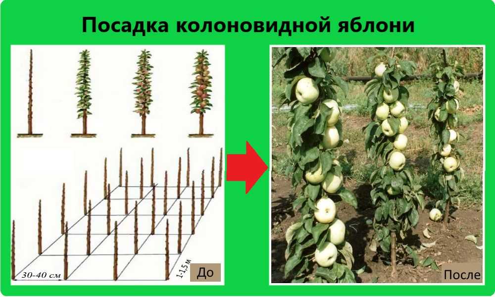 Колоновидные яблони: описание, посадка и уход