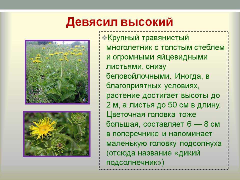Полынь горькая — artemisia absinthium l.