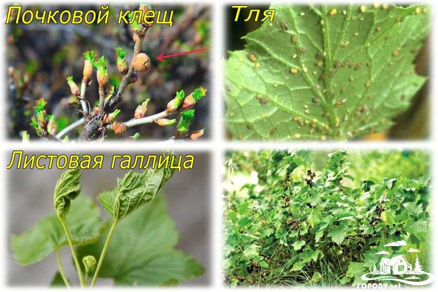 Чем обработать смородину весной от почкового клеща
