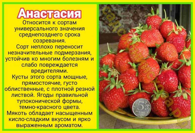 Клубника максим: описание сорта, фото, отзывы