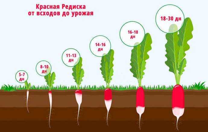 Правильная посадка гороха весной в открытый грунт: сроки, схемы, подготовка