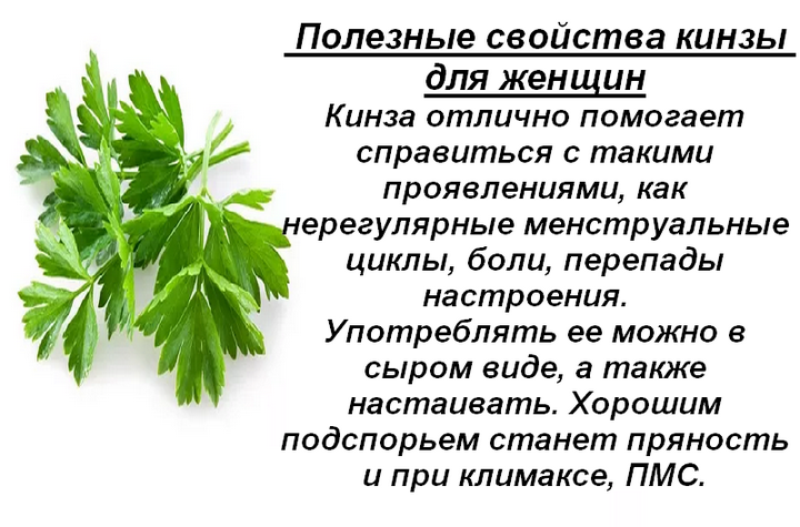 Приправа кориандр (кинза, гамем): полезные свойства, применение