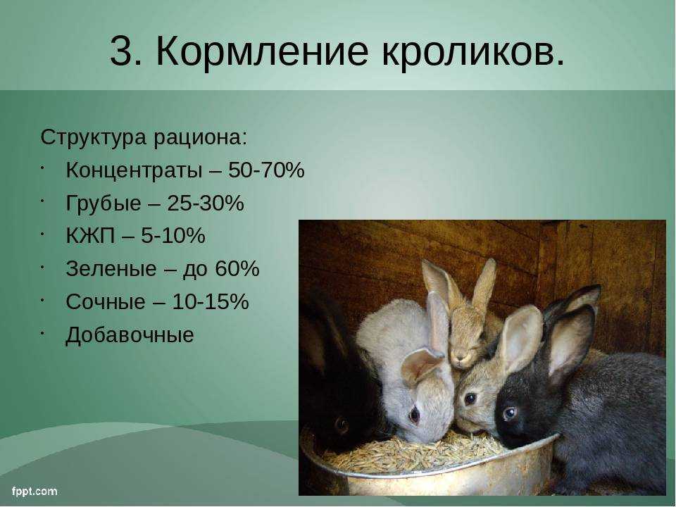 Новорожденные кролики: этапы развития, уход и кормление