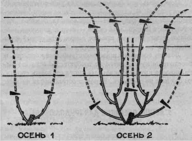 Виноградная лоза должна страдать. обрезка