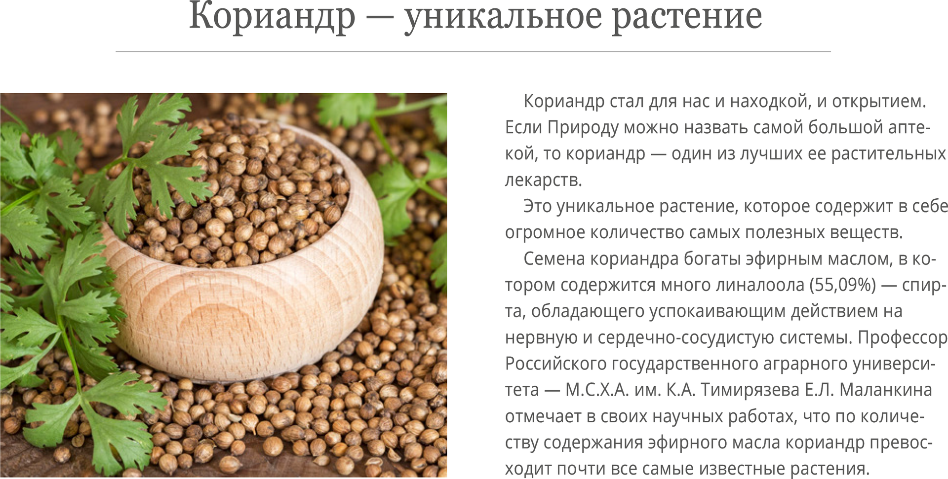 Кинза и петрушка: отличия от кориандра, что полезнее и чем отличаются, это одно и тоже или нет, как отличить и в чем разница, лечебные свойства, фото