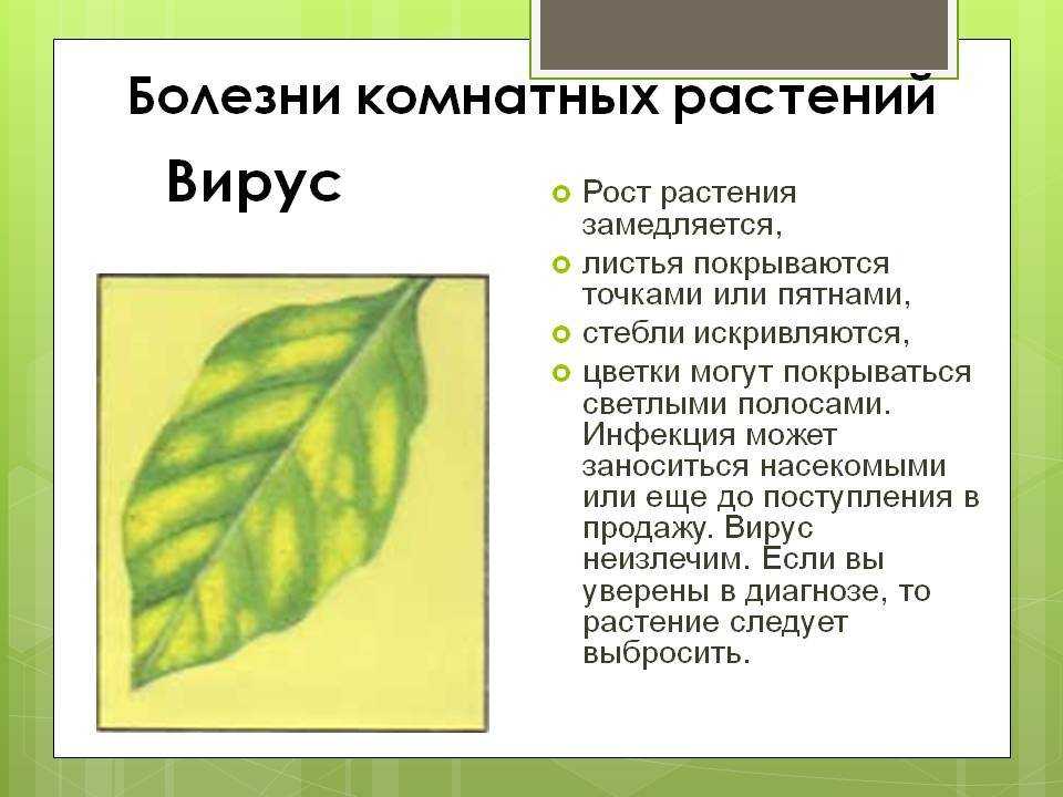 Ухаживание за бегонией (begonia)