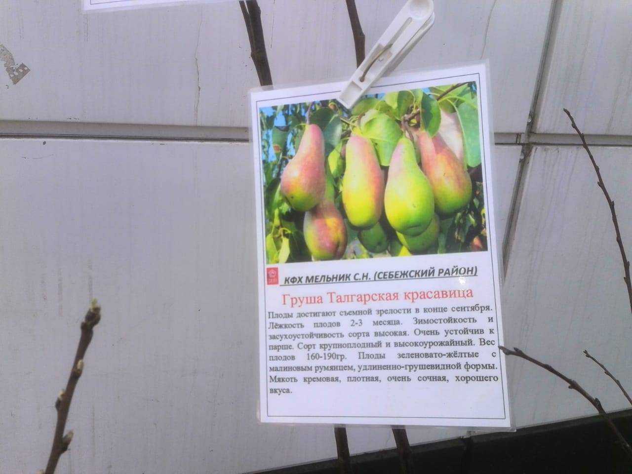 Груша талгарская красавица: описание и характеристика сорта, посадка и уход, фото, отзывы