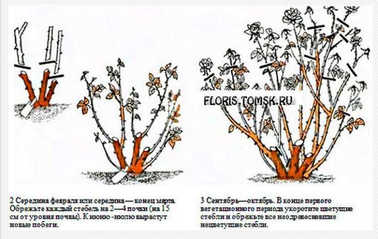 Описание калины обыкновенной розеум: посадка и уход