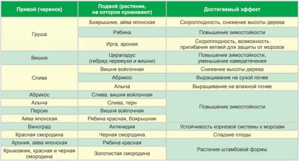 Как правильно привить яблоню весной: советы для начинающих