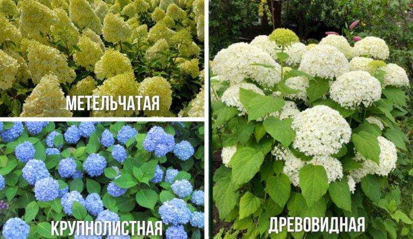 Гортензия: посадка и уход в открытом грунте, сорта и болезни | клуб цветоводов