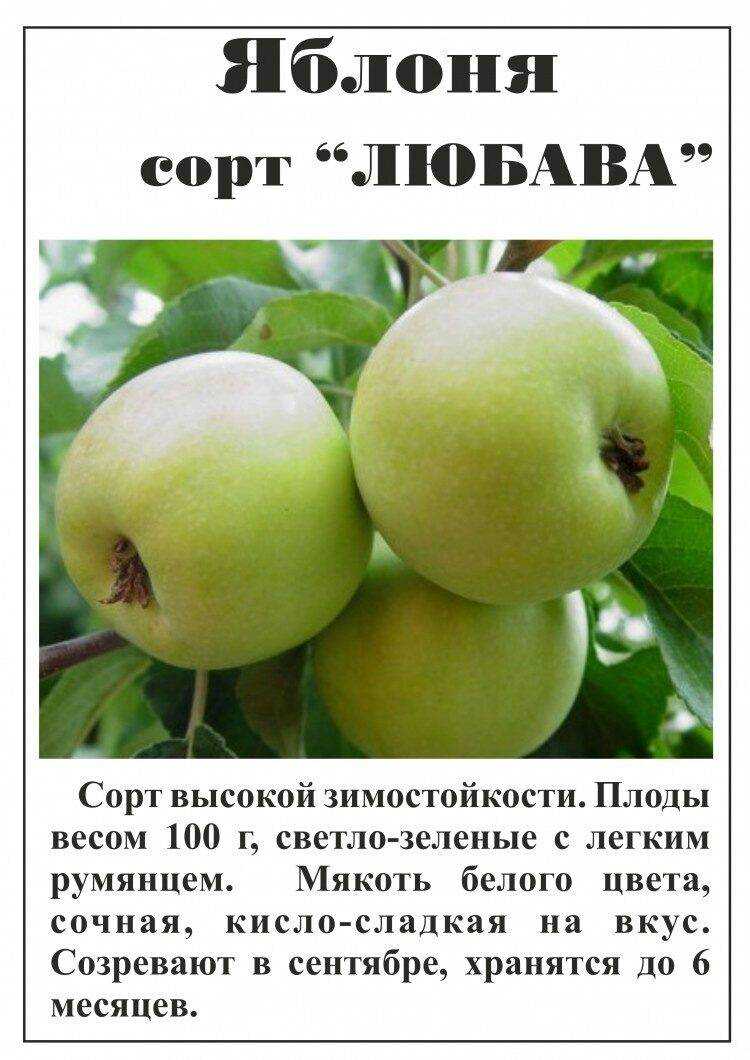 Карликовая яблоня братчуд (брат чудного): описание, посадка, фото и отзывы
