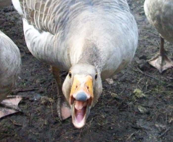 Болезни гусей