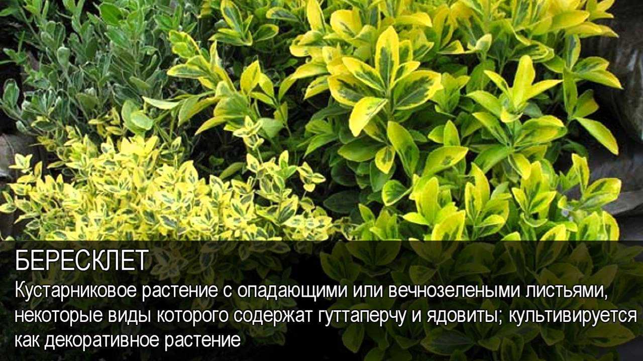 Бересклет – посадка и уход в открытом грунте