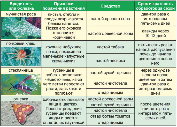 Болезни газона и их лечение: ржавчина на газоне, защита от кротов, что делать если желтеет газон, почему желтеет пятнами, белый налёт, фунгициды для газона, мыши перерыли зимой под снегом, как уберечь от мышей зимой | qlumba.com