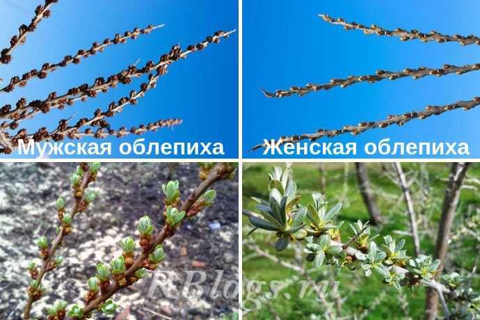 Как отличить мужскую облепиху от женской