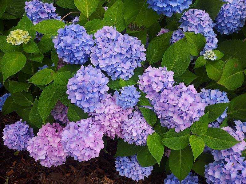 О сорте гортензии Вечное Лето: описание, как посадить и ухаживать