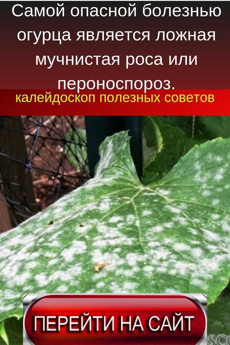 Ложная мучнистая роса. пероноспороз. методы защиты растений и борьба. фото — ботаничка
