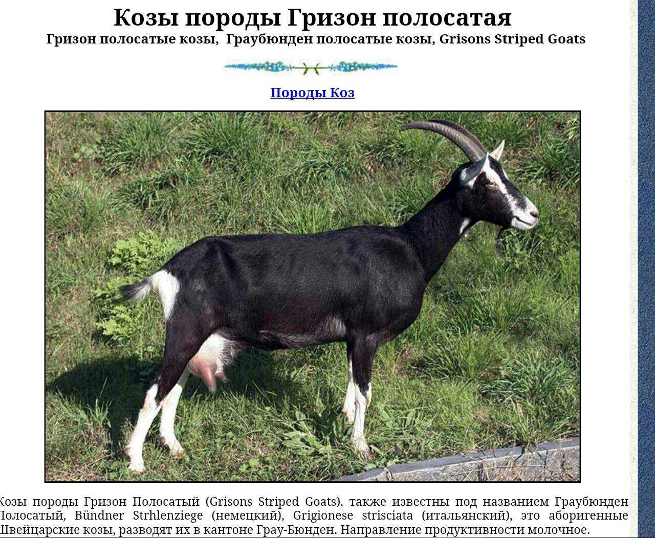 Коза которая дает много молока. какие бывают породы коз молочного направления без запаха. общие «альпийские» черты
