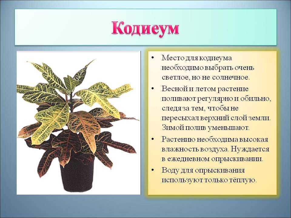 Кодиеум (Codiaeum)  - описание сорта, саженцы, фото и характерные особенности