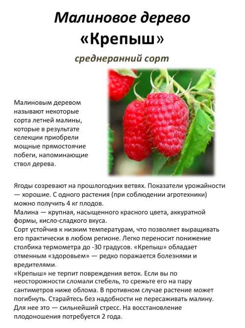 Малина обыкновенная, описание вида rubus idaeus