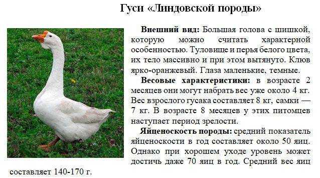 Гуси итальянские белые: кормление, уход и содержание
