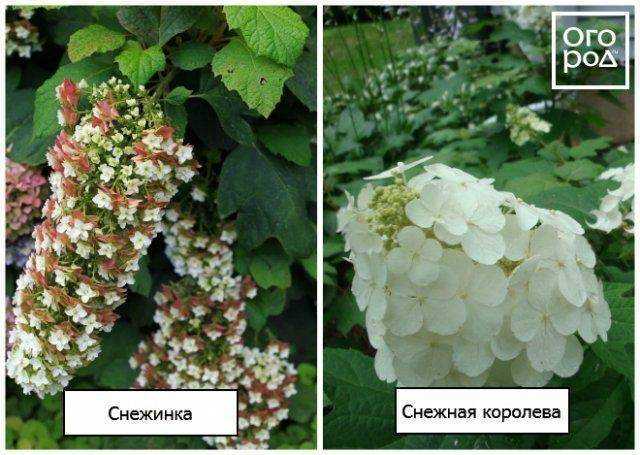 Гортензия дуболистная: особенности сорта и правила посадки