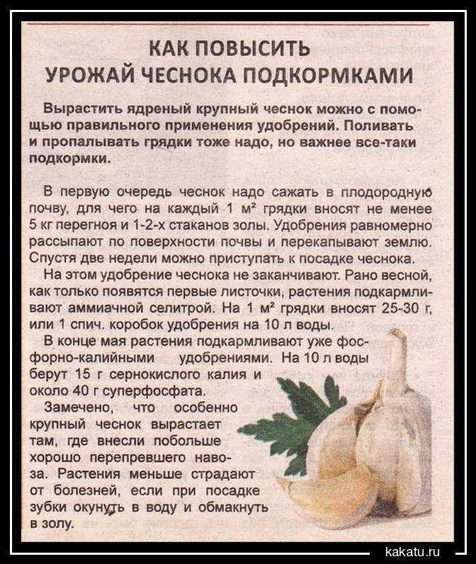 Подкормка растений нашатырным спиртом: как удобрять томаты, огурцы, лук и чеснок раствором аммиака