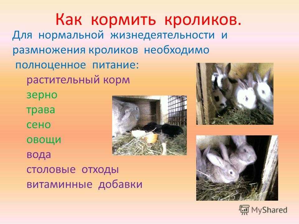 Декоративные кролики уход и содержание в домашних условиях