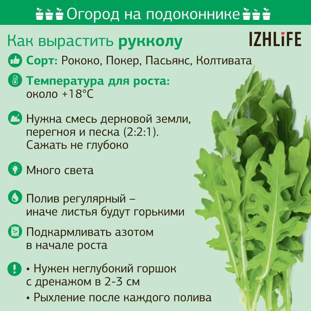 Руккола: ее польза и вред для здоровья мужчин и женщин, выращивание, использование в кулинарии, рецепты салатов (фото & видео) +отзывы