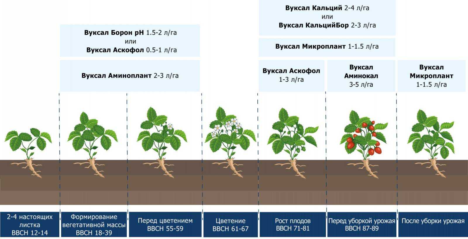 Клубника сорт альбион - описание, посадка, уход, отзывы