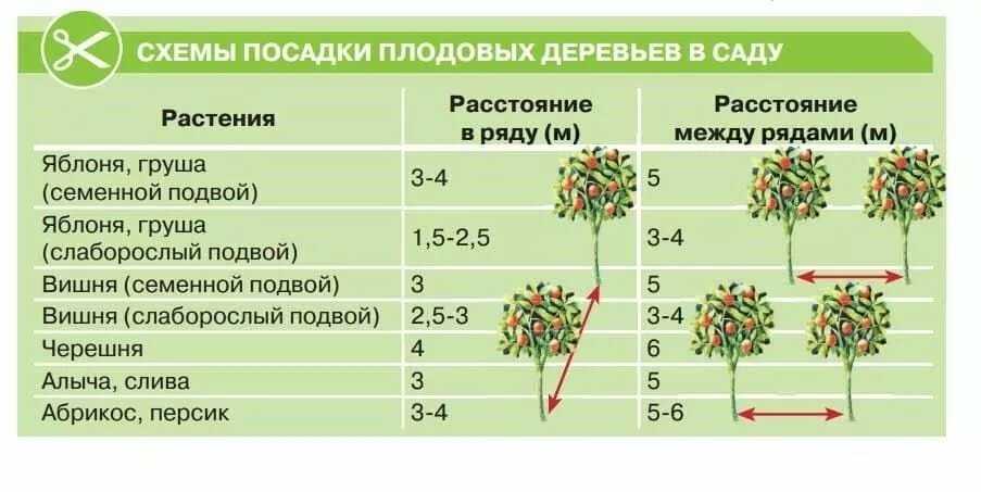 Когда и как посадить жимолость съедобную: схемы, сроки, правила