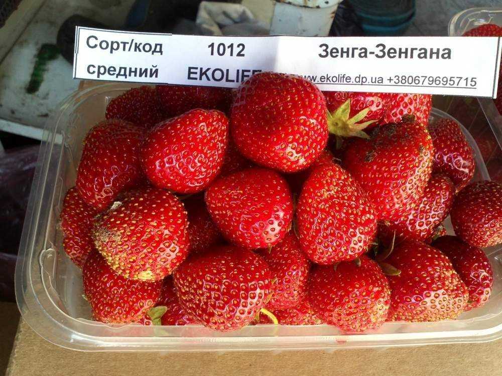 Клубника зенга зенгана: описание и характеристики сорта, посадка и уход, отзывы с фото