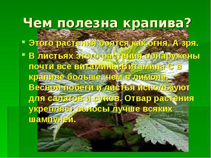 Крапива: лечебные свойства и противопоказания, отзывы и фото, рецепты
