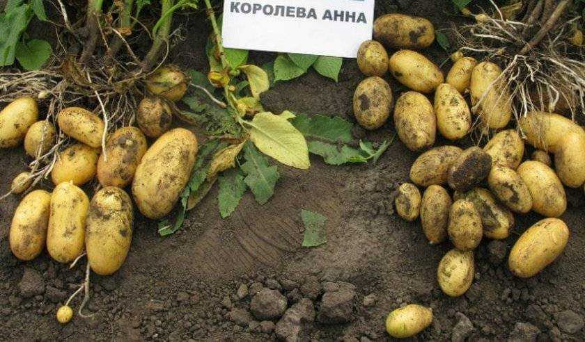 Картофель лилли