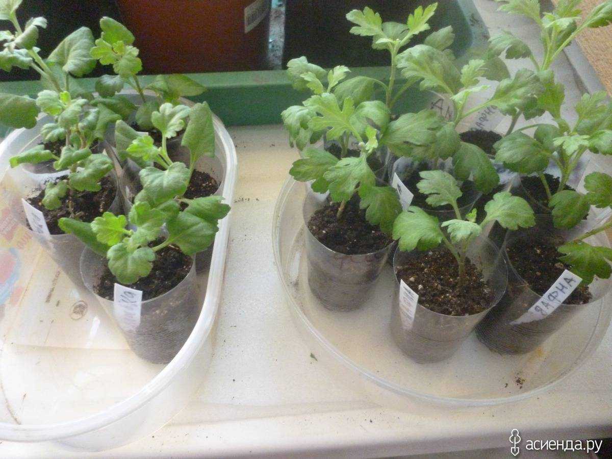 Хризантемы: посадка и уход, фото, сорта и виды
