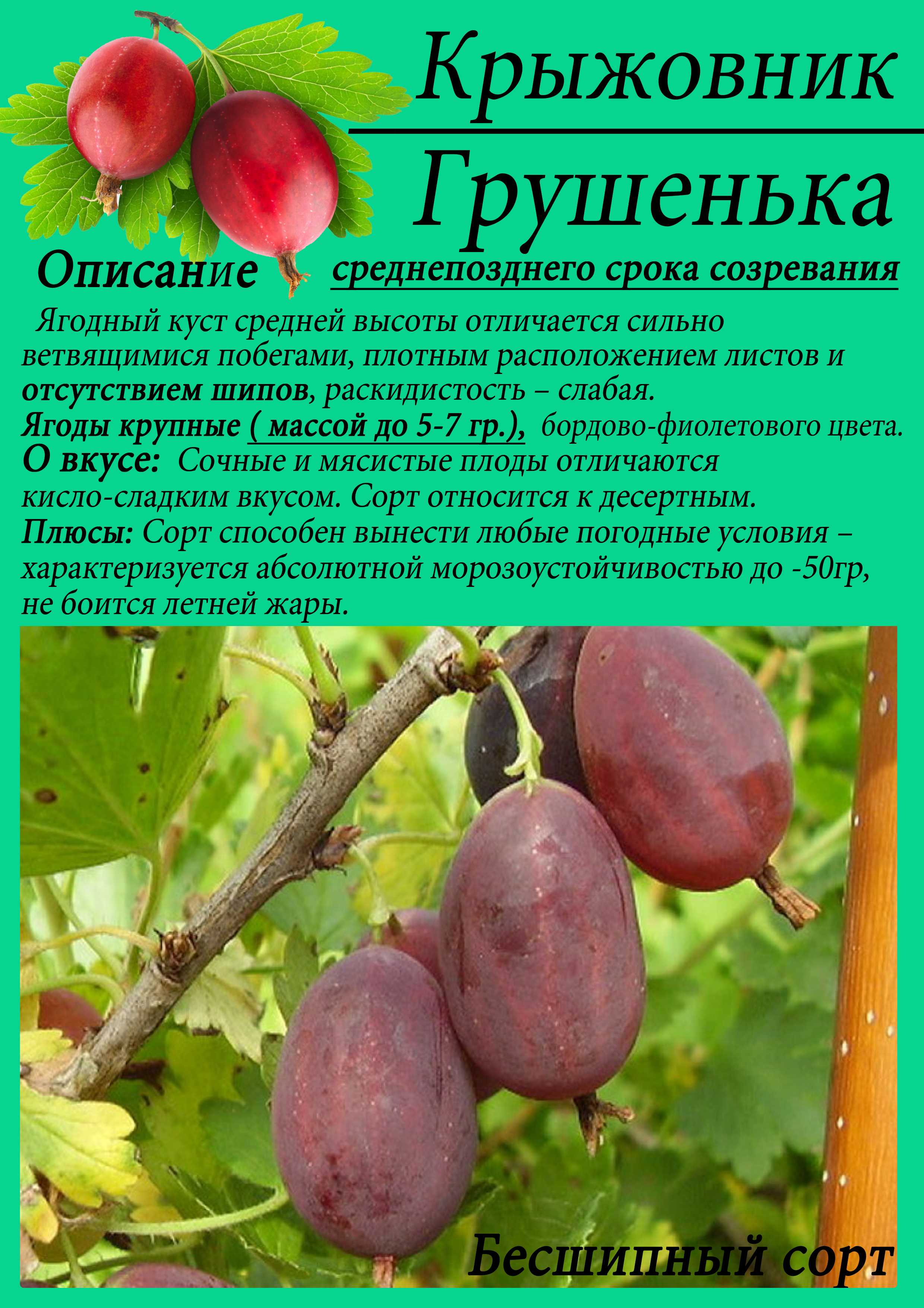 Крыжовник командор (владил): описание сорта, фото, отзывы
