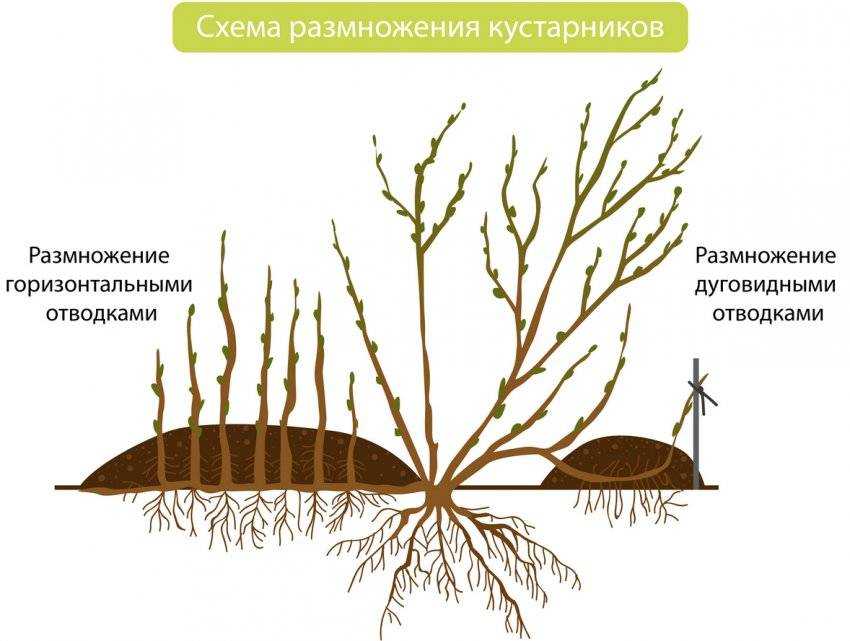 Размножение крыжовника черенками весной – что и когда делать +видео
