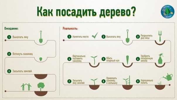 Способы выращивания груш из семечки