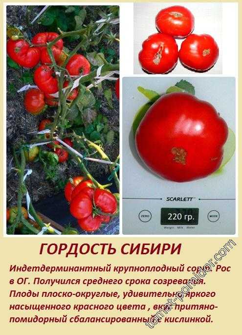 Томат гордость сибири: отзывы, фото, урожайность, характеристика и описание сорта