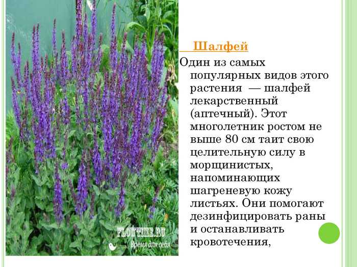 Шалфей (сальвия): виды, фото, посадка и уход, обрезка, сбор урожая
