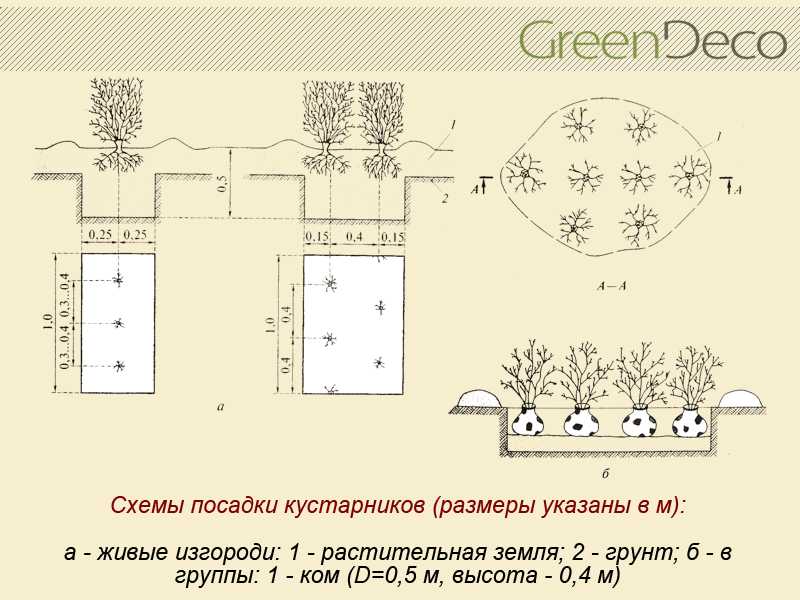Как посадить жимолость весной саженцами: пошаговая инструкция