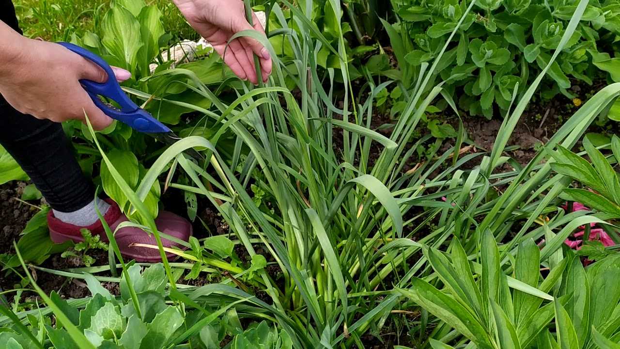 Нарциссы: когда сажать и пересаживать