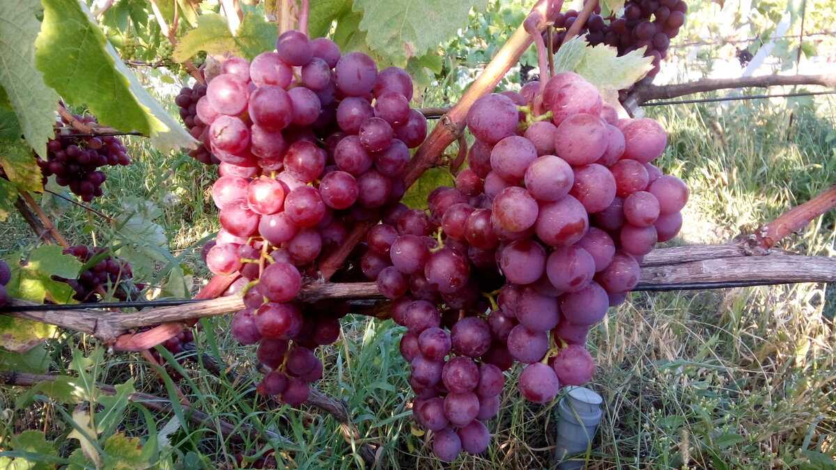 Сорт винограда русский ранний - садоводство для начинающих