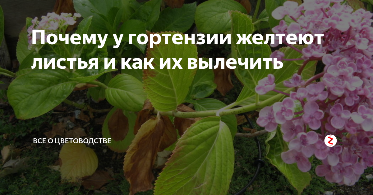 Гортензия: болезни, фото поврежденных побегов и листвы, лечение кустарника