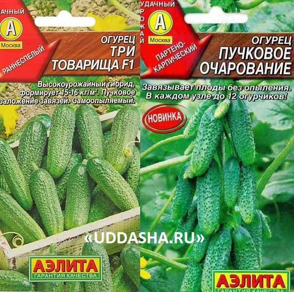 Лучшие сорта пучковых огурцов для открытого грунта и теплиц