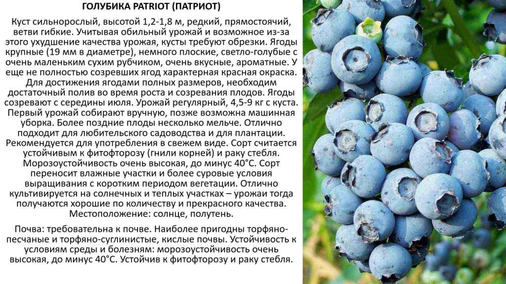 Голубика дюк: описание сорта и характеристика, правила посадки и ухода, отзывы
