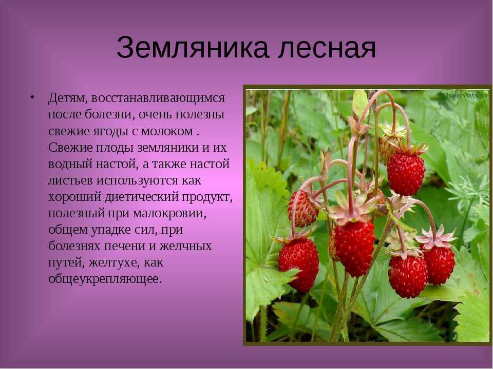 Земляника в московской области