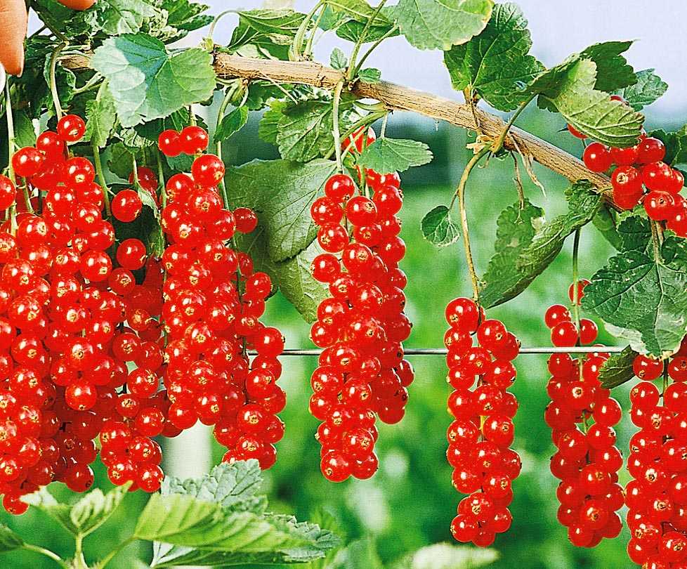 Смородина ровада: описание и характеристики сорта, уход и выращивание