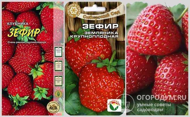 Клубника зефир: описание и характеристики сорта, фото ягод и куста, отзывы садоводов