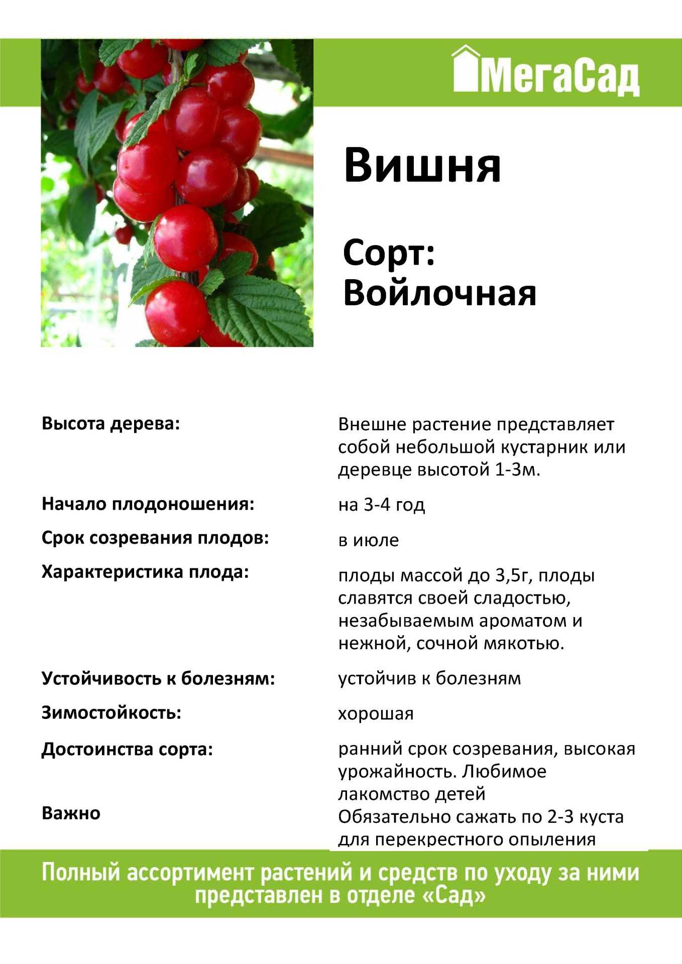 Вишня войлочная - основные сорта, описание, посадка и уход